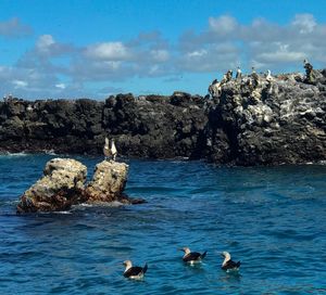 Seagulls perching on rock by sea against sky