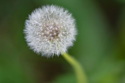 Close-up of dandelion flower