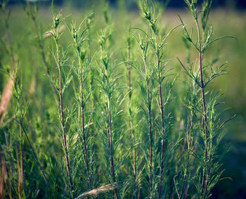 Close-up of stalks in field