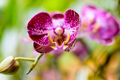 Close-up of pink flowering plant