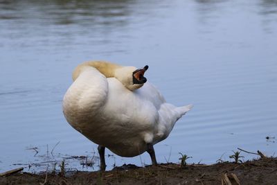 White swan on lakeshore
