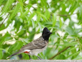 Close-up of bird perching on plant