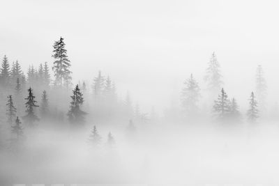 Abstract landscape in the mountains, with fog in the forest, in the morning in rodnei mountains 