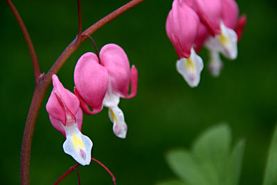 Close-up of pink flowers blooming outdoors