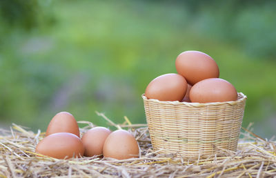 Close-up of eggs on hay