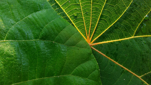 Close-up of fresh green leaf