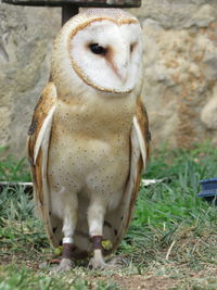 Close-up of owl