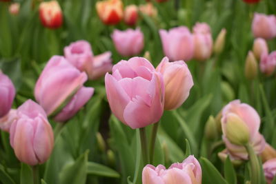 Close-up of pink tulips