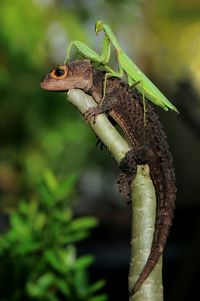 Close-up of grasshopper on lizard