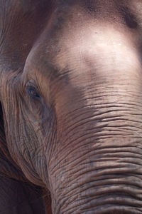 Close-up of elephant