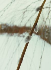 Close up of wood