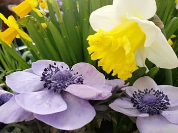 Close-up of yellow flowering plant