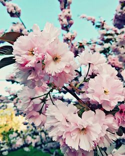 Close-up of pink cherry blossoms