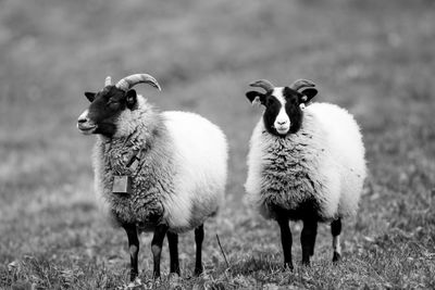 Portrait of sheep on landscape