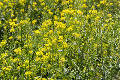 Full frame shot of yellow flowering plants on field