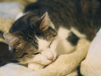 Close-up of cat sleeping