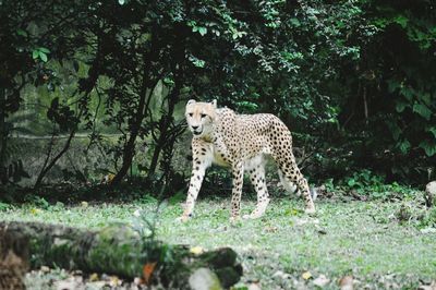 Cheetah walking on field against trees