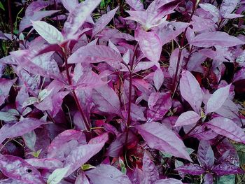 High angle view of pink leaves