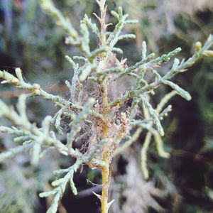 Close-up of frozen plant