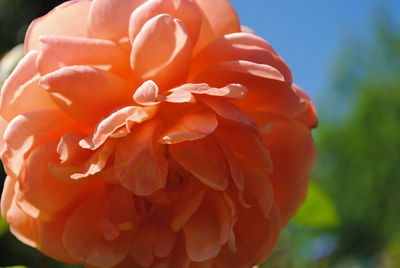 Close-up of orange flower blooming outdoors