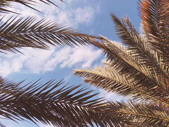 Low angle view of palm trees against sky