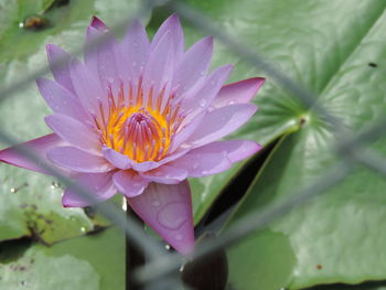 Close-up of lotus water lily in pond