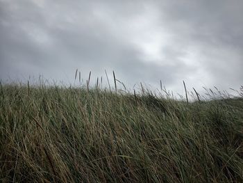 Grass against sky