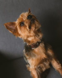 High angle view of dog looking away