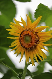 Close-up of sunflower