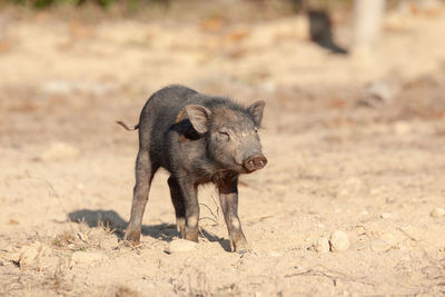 Wild pigs in the city of phuket, thailand