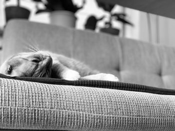 Dog sleeping on sofa