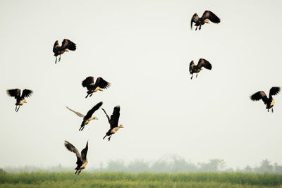 Low angle view of birds flying in sky