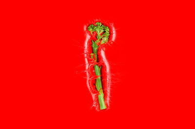 Close-up of broccoli against red background