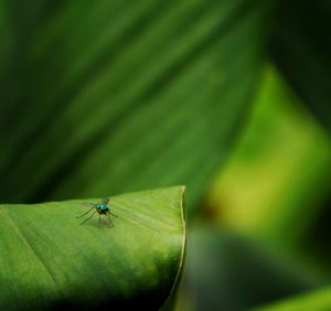 Close-up of ant on leaf