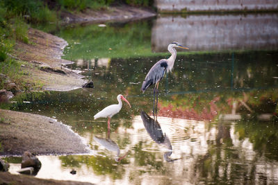 Birds flying over lake