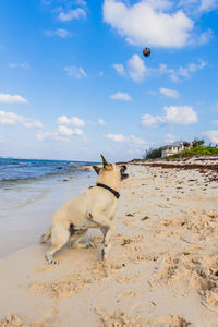 View of a dog on beach