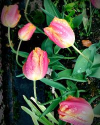 Close-up of wet pink flowers blooming outdoors