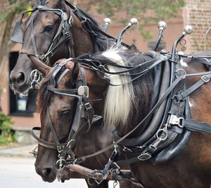 Horse cart on street