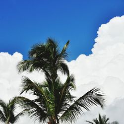 Low angle view of palm tree against blue sky