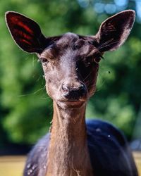 Close-up portrait of deer