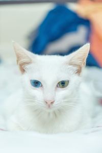 Close-up portrait of cat