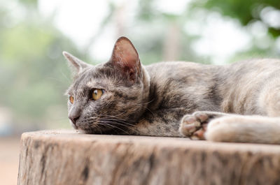 Close-up portrait of cat on wood