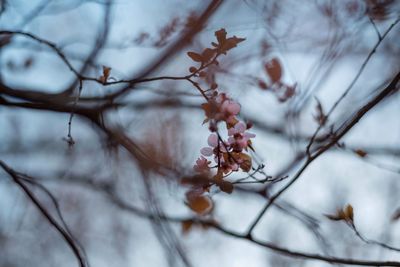 Close-up of snow on tree