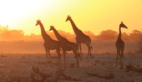 Giraffes on sand against sky during sunset