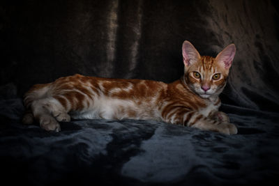 Portrait of cat resting