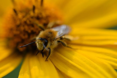 Close-up of bee pollinating on yellow flower