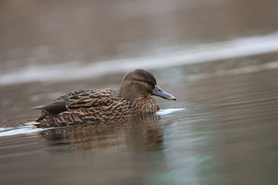 Female mallard  swimming in lake