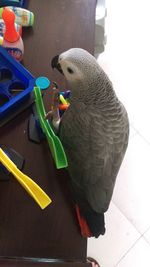 Close-up of parrot perching on table