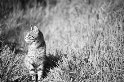 Portrait of cat sitting on field