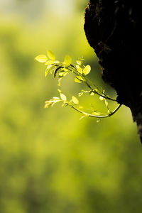 Close-up of flowering plant against blurred background